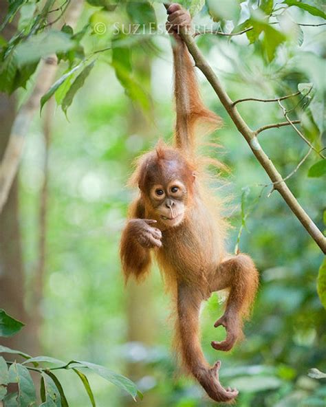 Cute Baby Orangutan Photo | Baby Animal Prints by Suzi