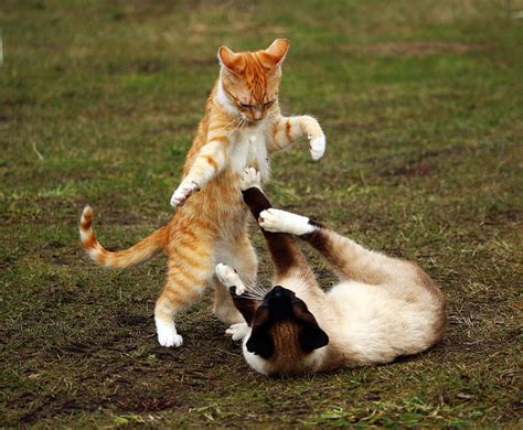 Royalty-Free photo: Two cats fighting | PickPik