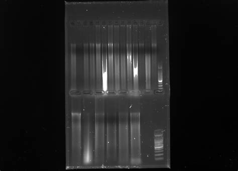 Plant DNA Extraction II | Molecular Ecology Lab Notebook