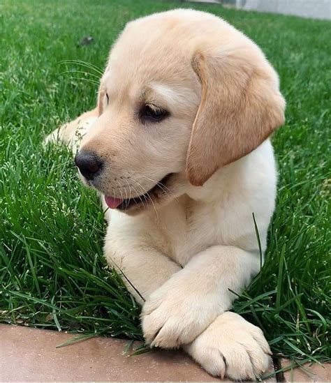 Chocolate Golden Retriever Puppies Cute Labrador Puppy / Chocolate Labrador Retriever Puppies ...