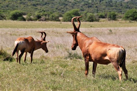 Free Images : meadow, prairie, male, wildlife, horn, herd, pasture, grazing, fauna, savanna ...