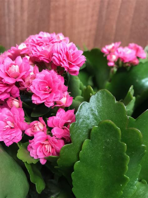 Our Care-Guide for Flaming Katies! (Kalanchoe Blossfeldiana)