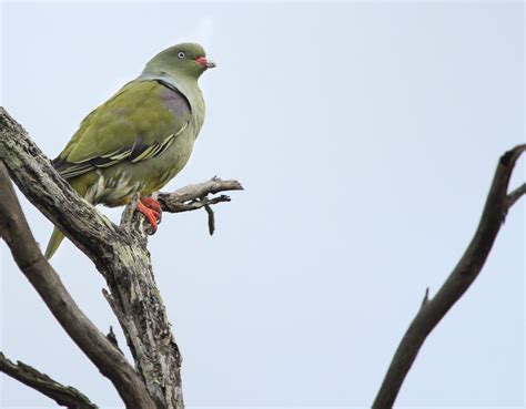 African Green Pigeon – AZ Birds