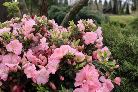 How to Grow & Care for Azalea Bushes | Garden Design