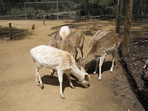 Halls Gap Zoo - Ticket Prices, Animals, Map & Opening Hours Grampians