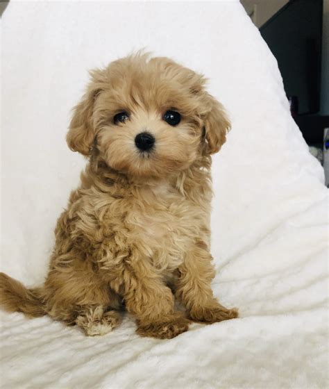 Teacup Maltipoo Puppy for sale! - iHeartTeacups