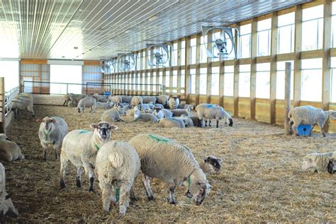 Blood, Sweat and Shears: This Benson Sheep Farm Produces an Unusual ...