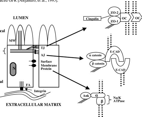 ACTIN CYTOSKELETON AND CYTOSKELETON-SURFACE MEMBRANE INTERACTIONS ...