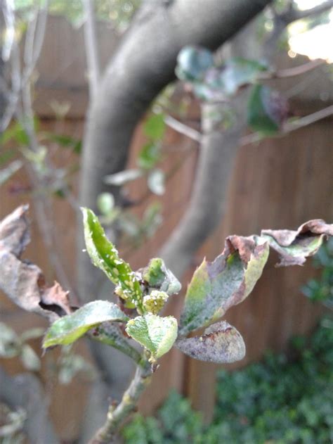 Photinia desease help. in the Pests and Diseases forum - Garden.org