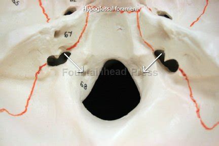 Anatomy Illustrations