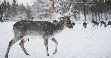 Photo of Reindeer in the Snow · Free Stock Photo