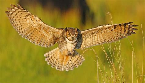 great horned owl flying | Great Horned Owl Part 2 - Landing | Birds ...