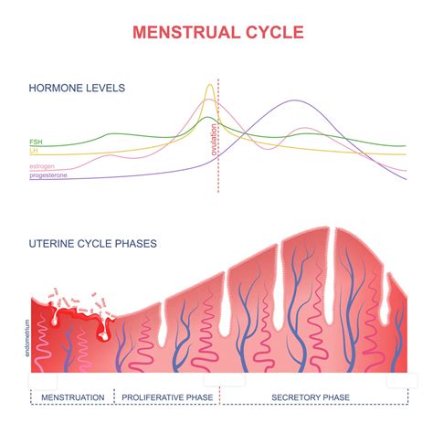 Menstrual Cycle Chart Fertility