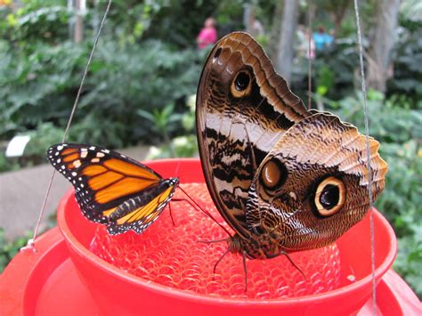 Photo taken @ Cambridge Butterfly Conservatory 14APR13. | Butterfly ...