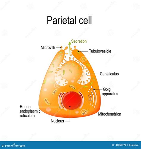 Struttura Di Una Cellula Oxyntic O Delomorphous Parietale Illustrazione ...