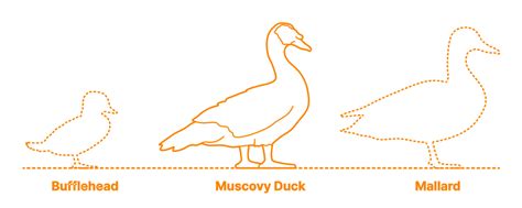 Muscovy Duck (Cairina moschata) Dimensions & Drawings | Dimensions.com