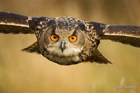 "Eagle Owl Eyes" Photographic Prints by Sue Dudley | Redbubble