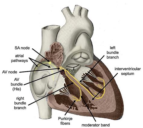 Medicine:Cardiac conduction system - HandWiki