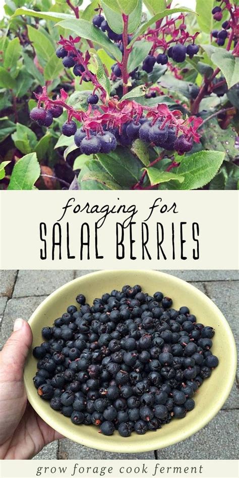 Foraging for Salal Berries and Leaves