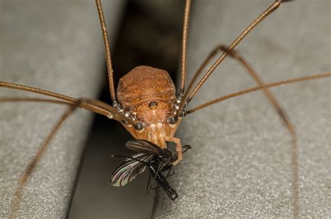 Daddy long-legs (Opiliones) | The most dangerous spider!! We… | Flickr