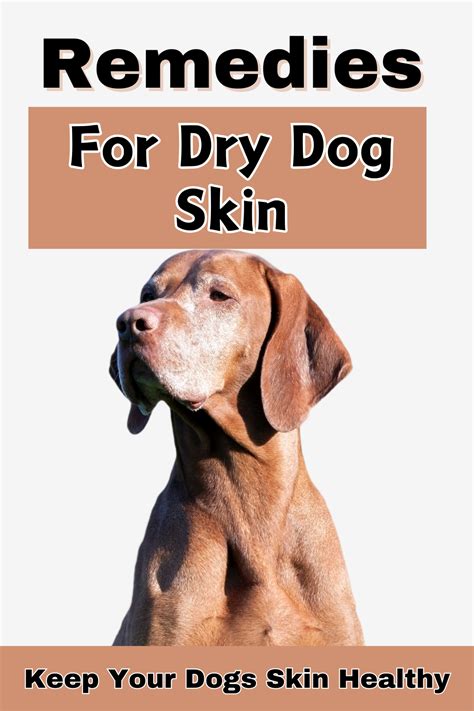 What to Add to Dog Food For Dry Skin [DIY Skin Remedies]