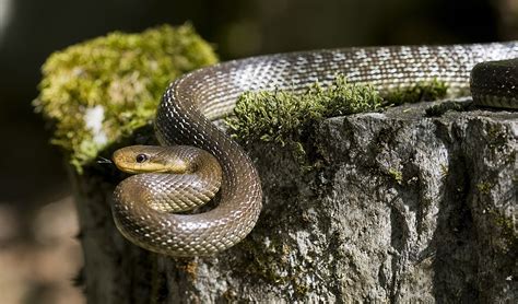 Aesculapian snake - Wikipedia