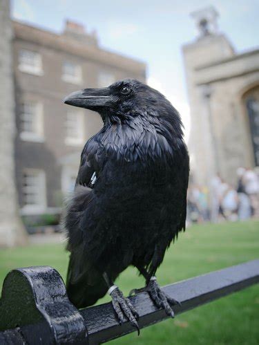 Keeping a Pet Raven: Do Crows and Ravens Make Good Pets? | Cuteness