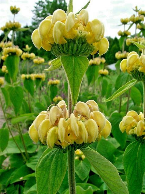 PHLOMIS RUSSELIANA, 60 SEEDS, YELLOW FLOWERS, JERUSALEM SAGE, UNIQUE ...