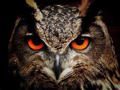 Royalty-Free photo: Closeup photography of brown and black owl | PickPik