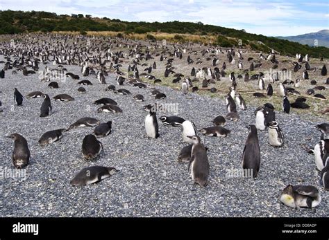 Penguins at Martillo Island, Tierra del Fuego, Argentina Stock Photo ...