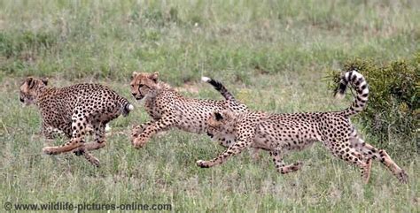 Cheetah Cubs Practise Hunting Skills