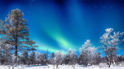 Aurora Borealis northern lights over winter trees and snow in ...