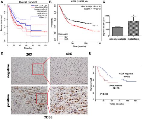 CD36 upregulates DEK transcription and promotes cell migration and invasion via GSK-3β/β-catenin ...