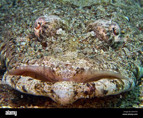 Crocodile fish head Stock Photo - Alamy