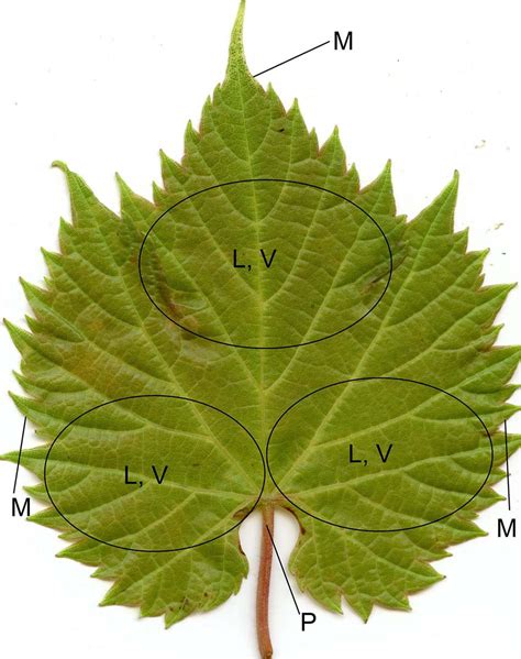 Frontiers | Fine Mapping of Leaf Trichome Density Revealed a 747-kb ...