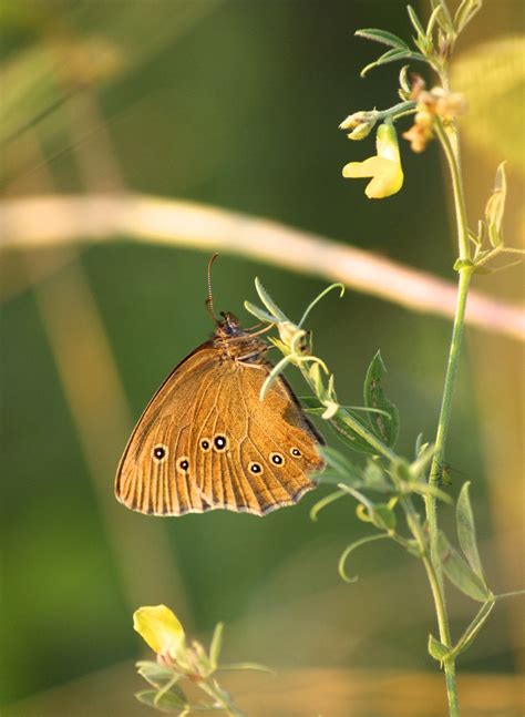 Free Images : blossom, leaf, flower, bloom, green, insect, paint ...