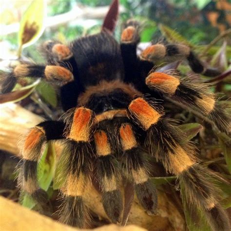 Beginner's Guide to the Mexican Red Knee Tarantula