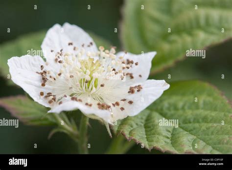 Flower of Rubus idaeus. Raspberry or European Raspberry or Red Raspberry Stock Photo - Alamy