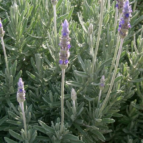 French Lavender Plant