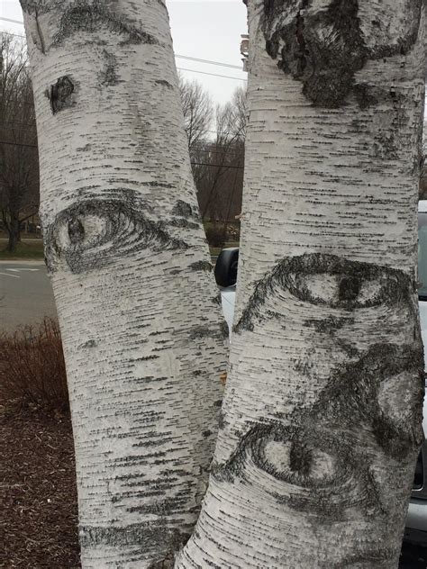 Aspen Tree Eyes Meaning - art-scalawag