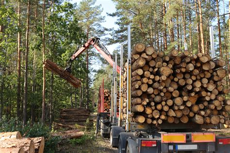 3 Challenges Facing the American Forestry Industry