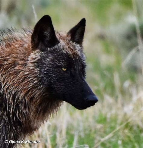 Yellowstone Wolf: Tracking the Packs