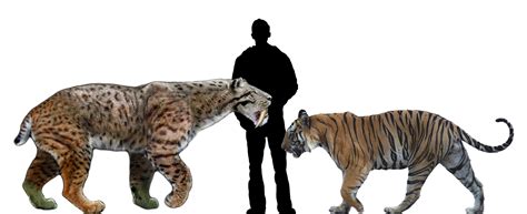 Feline anatomy, Giant animals, Smilodon