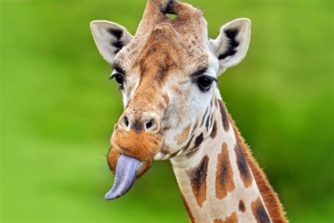 The Giraffe’s Tongue - Size, Color and Interesting Facts