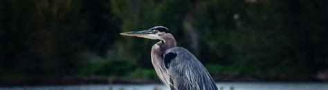 20 Types of Herons: Species, Facts and Photos