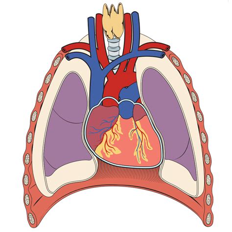 Thorax - 3D Interactive Anatomy Tutorials