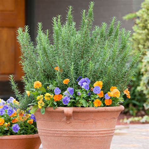 The 10 Mosquito Repelling Plants You Need in Your Garden