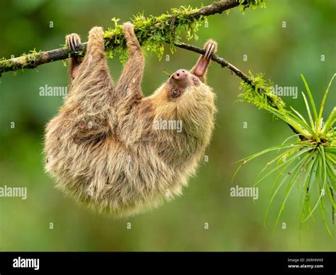 Hoffmann's two-toed sloth Stock Photo - Alamy