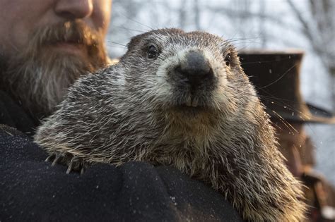 Les marmottes Sam et Fred ne s'entendent pas sur l'arrivée hâtive du ...