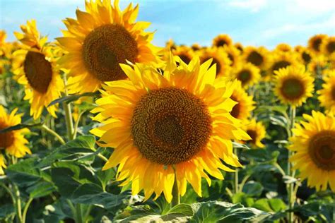 SunBOT, des "mini-tournesols" artificiels qui s'orientent vers le ...